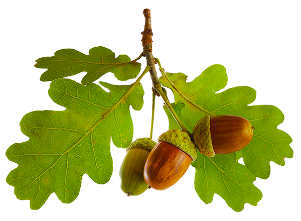 Oak leaves with Acorns